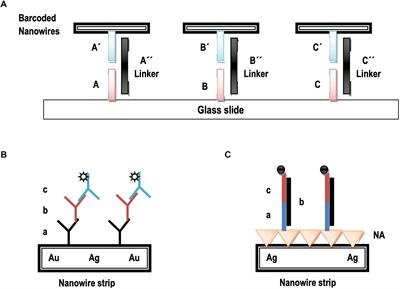 A Spellbinding Interplay Between Biological Barcoding and Nanotechnology